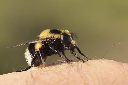 Volucella bombylans